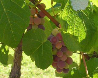 Grapes
