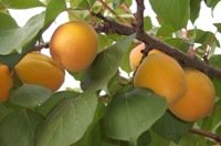 apricots